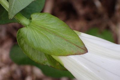 <i>Convolvulus sepium</i>