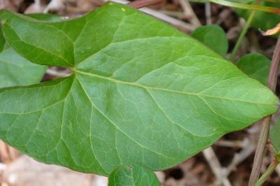 <i>Convolvulus sepium</i>