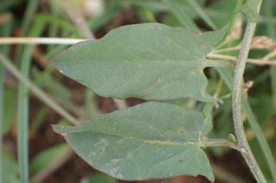 <i>Convolvulus arvensis</i>