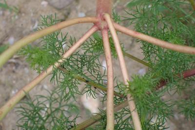 <i>Euphorbia</i>