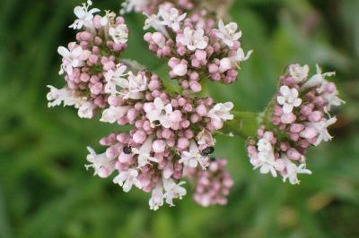 <i>Valeriana officinalis</i>