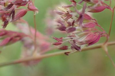 <i>Phalaris arundinacea</i>