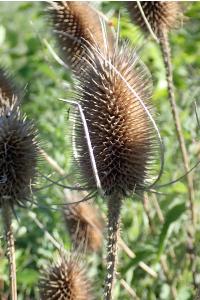 <i>Dipsacus fullonum</i>