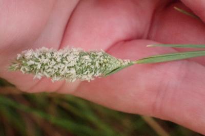 <i>Phleum pratense</i>