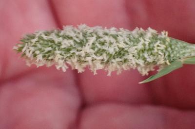<i>Phleum pratense</i>