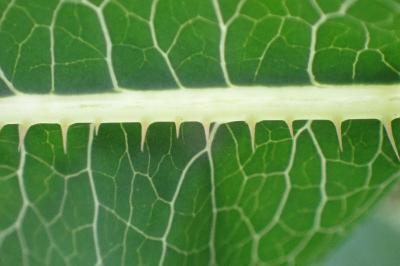 <i>Lactuca serriola</i>
