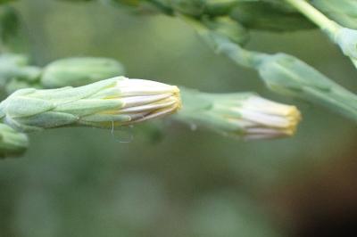 <i>Lactuca serriola</i>