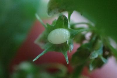 <i>Rumex obtusifolius</i>