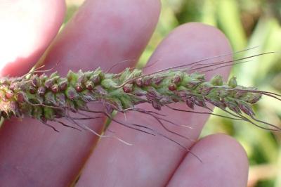 <i>Echinochloa crus-galli</i>