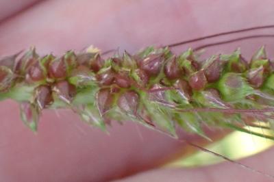 <i>Echinochloa crus-galli</i>