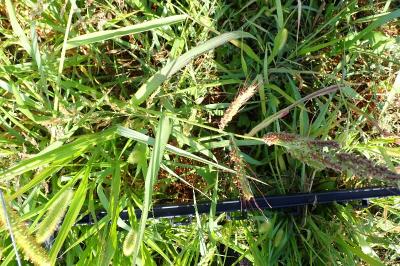 <i>Echinochloa crus-galli</i>