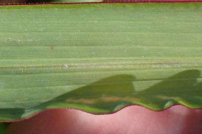 <i>Echinochloa crus-galli</i>