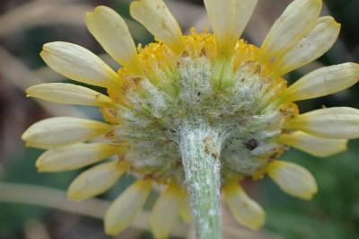 <i>Cota tinctoria</i>