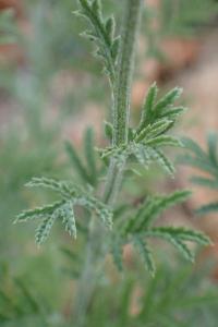 <i>Cota tinctoria</i>