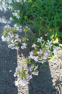 <i>Saponaria officinalis</i>