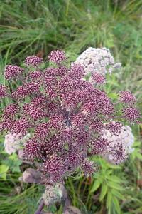 <i>Angelica sylvestris</i>