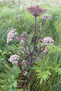 <i>Angelica sylvestris</i>