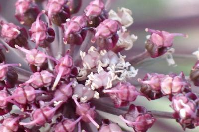 <i>Angelica sylvestris</i>