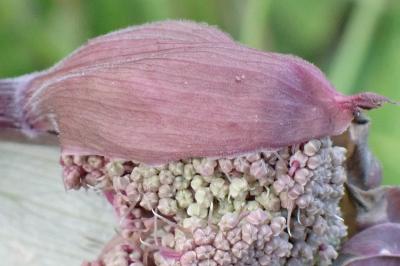 <i>Angelica sylvestris</i>