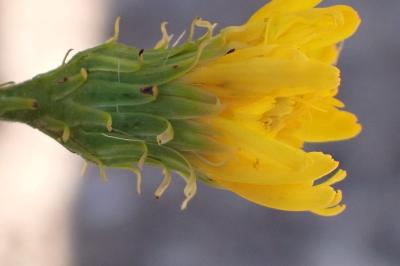 <i>Hieracium umbellatum</i>