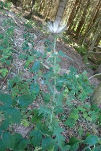<i>Cirsium vulgare</i>