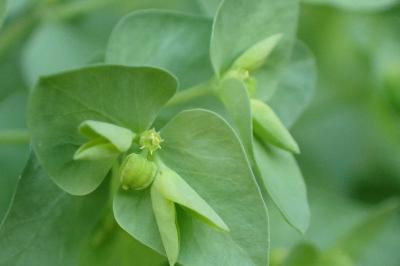 <i>Euphorbia peplus</i>
