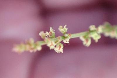 <i>Rumex acetosella</i>