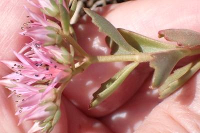 <i>Phedimus spurius</i>