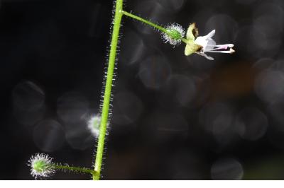 <i>Circaea lutetiana</i>