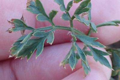 <i>Daucus carota</i>