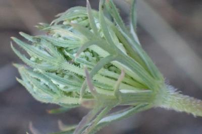 <i>Daucus carota</i>