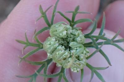 <i>Daucus carota</i>