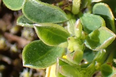 <i>Genista pilosa</i>