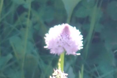<i>Traunsteinera globosa</i>