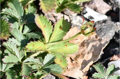 <i>Potentilla reptans</i>