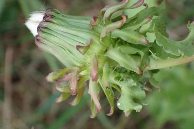 <i>Taraxacum officinale</i>