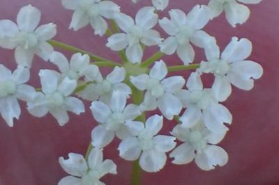 <i>Pimpinella saxifraga</i>