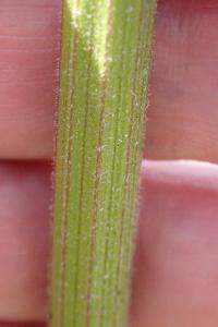 <i>Pastinaca sativa</i>