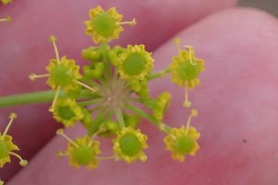 <i>Pastinaca sativa</i>