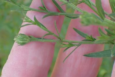 <i>Symphyotrichum</i>