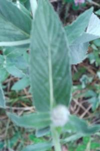 <i>Mentha longifolia</i>