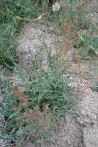 <i>Rumex acetosella</i>