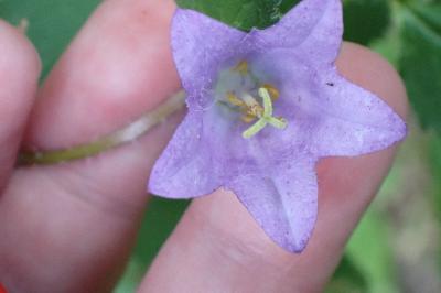 <i>Campanula trachelium</i>