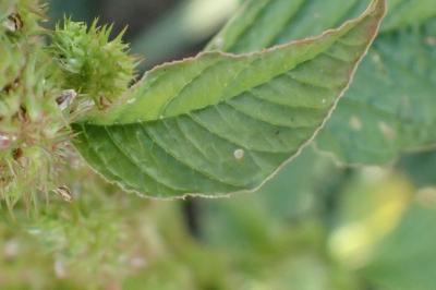 <i>Amaranthus retroflexus</i>