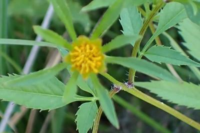 <i>Bidens frondosa</i>