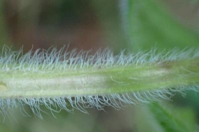 <i>Mentha aquatica</i>