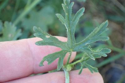 <i>Malva moschata</i>