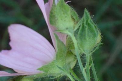 <i>Malva moschata</i>