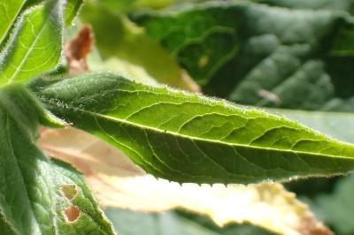 <i>Epilobium hirsutum</i>