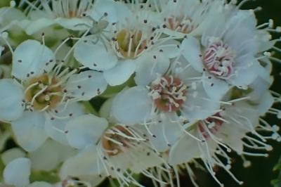 <i>Spiraea alba</i>